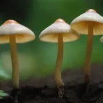 Impacto de la densidad de siembra en enfermedades por hongos