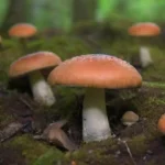 Hongos más susceptibles al deterioro en almacenamiento