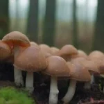 Influencia de la biodiversidad en los cultivares de hongos