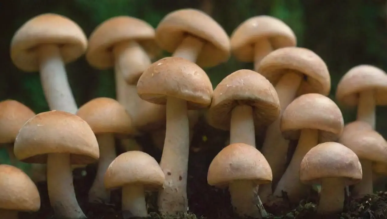 La importancia del casing en el cultivo de hongos de Qué es el casing y su aplicación en el cultivo de hongos