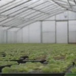 Monitoreo del pH en sustratos de invernaderos: Métodos y relevancia