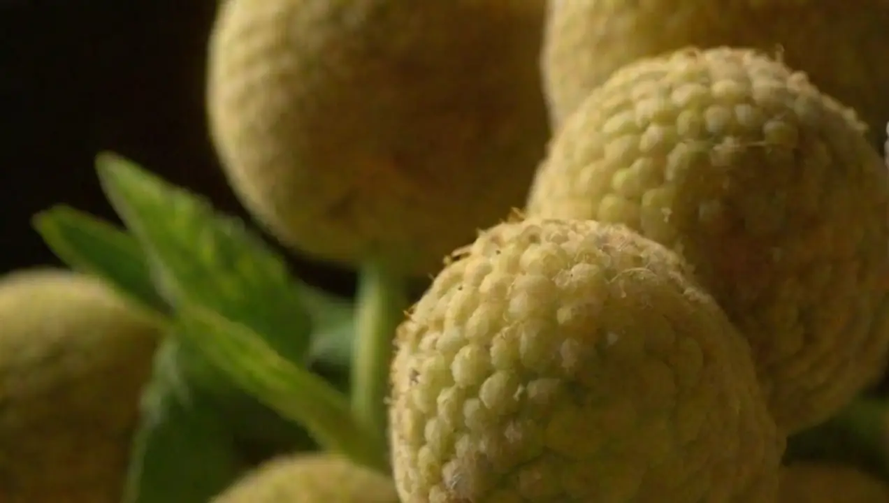 Impacto en la absorción de nutrientes de Qué papel juegan las micorrizas en la fructificación