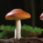 Cómo se elige el inóculo adecuado para diferentes hongos