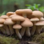 Guía para cultivar champiñones: elige