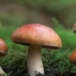 Los hongos pueden ayudar a mejorar la concentración