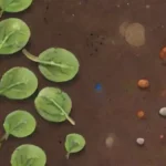 Riego Subterráneo: Qué Rol Juegan los Microorganismos del Suelo