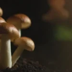 Adaptación a las nuevas demandas de consumidores de hongos