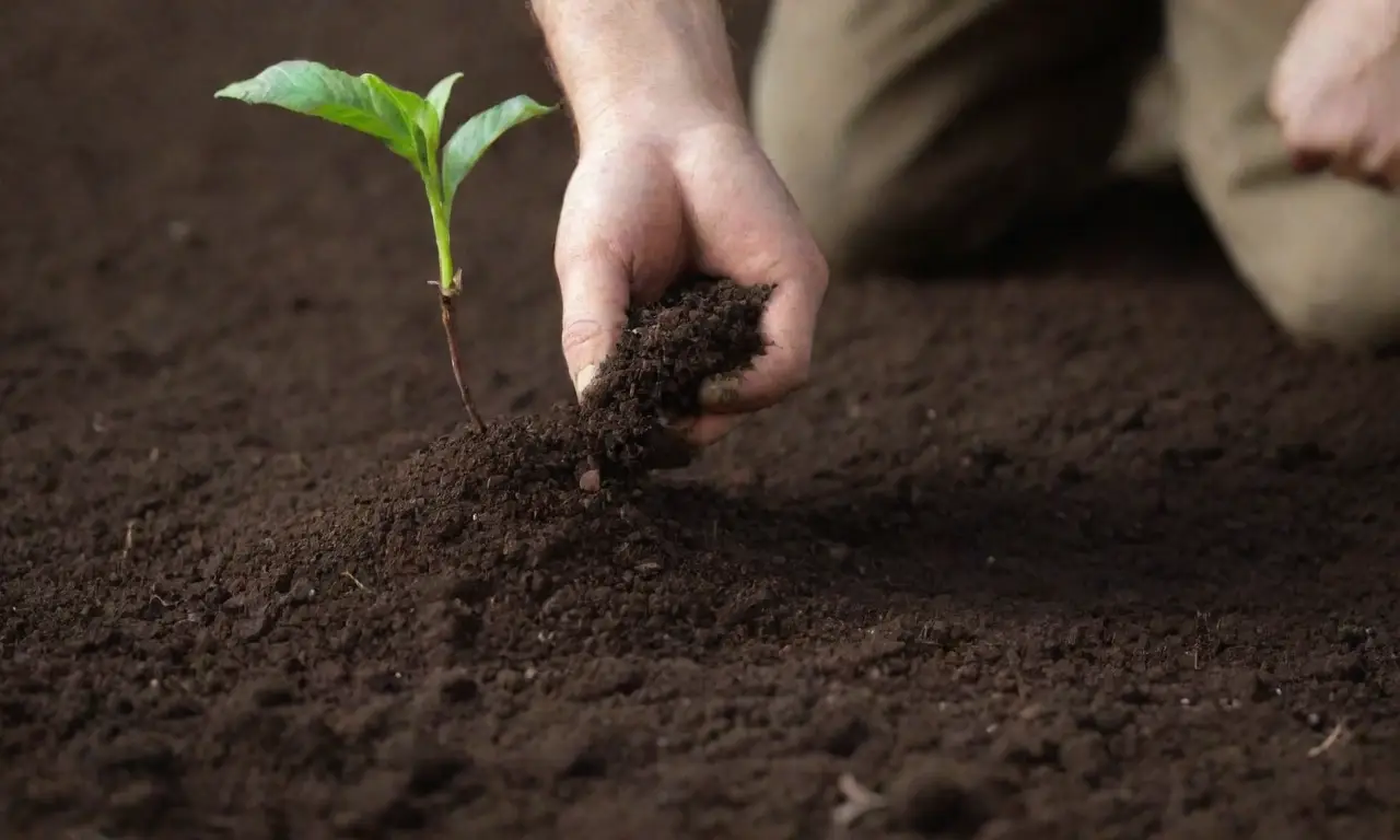 La preparación del suelo es clave para cultivar, implica limpiar, airear, añadir compost, probar pH y asegurar drenaje