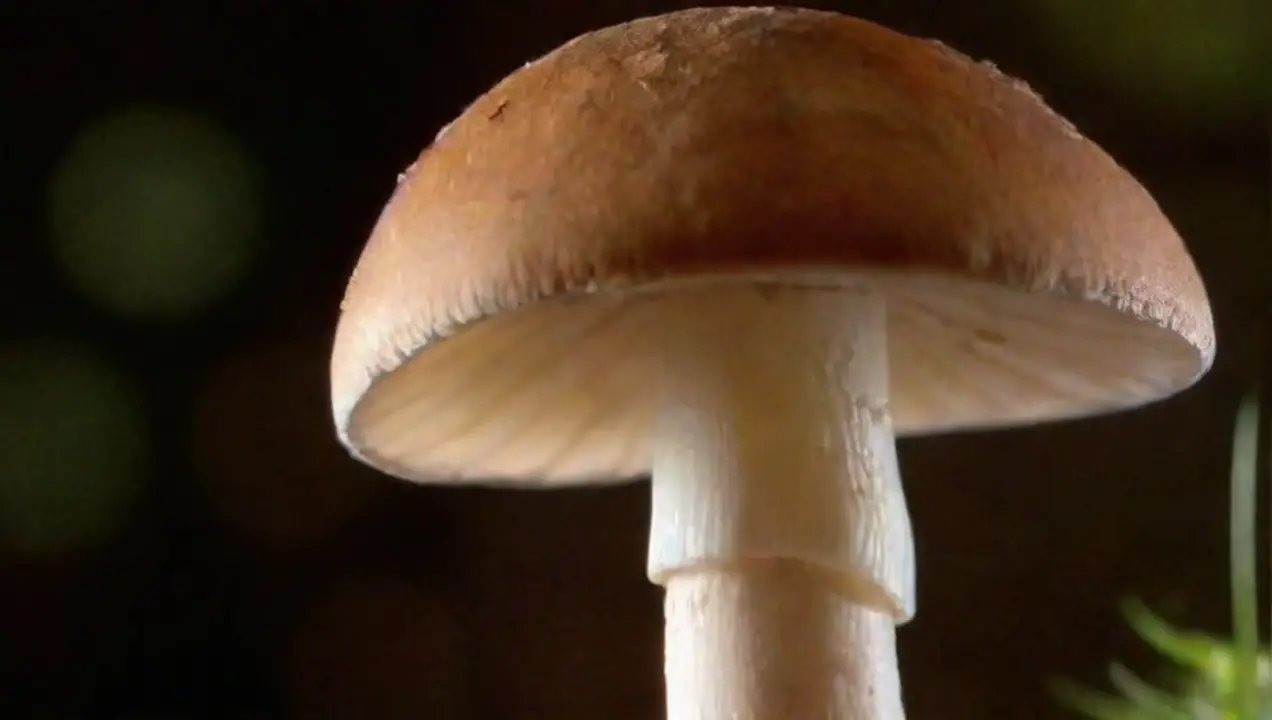Agaricus bisporus: más que un champiñón común de Variedades exóticas de hongos comestibles que debes conocer