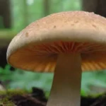 Cuáles son las cepas más potentes de hongos medicinales