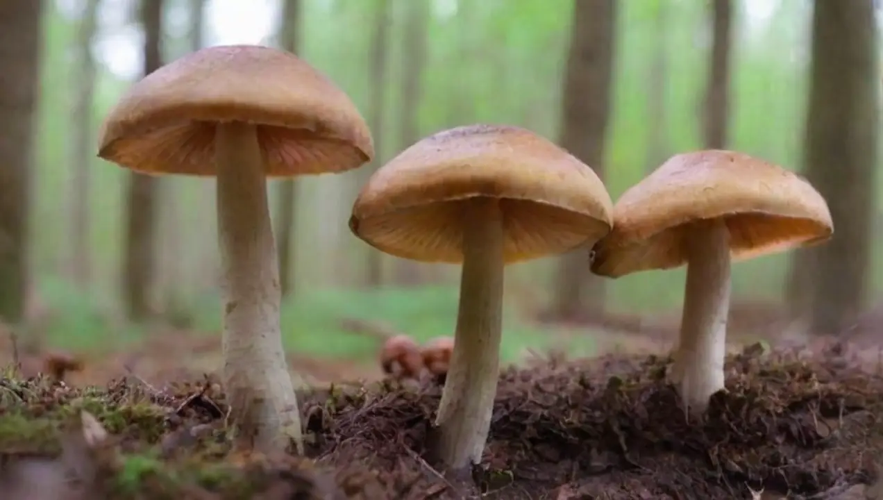 Plagas de hongos y sus efectos en las plantas de Qué síntomas indican un ataque de plagas en hongos