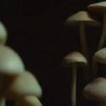 Medidas de seguridad esenciales para un negocio de hongos