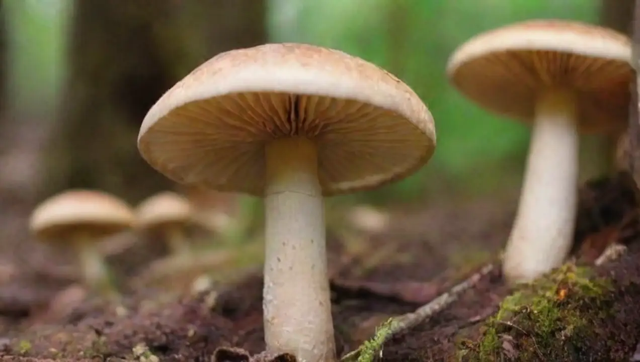 Causas de la deshidratación en hongos cultivados de Cómo combatir la deshidratación en hongos cultivados