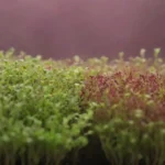 Cultivar microgreens coloridos y nutritivos con métodos variados durante todo el año