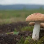 Impacto de los hongos en economías locales: estudios clave