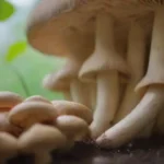 Manejo sostenible de plagas en el cultivo de hongos