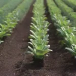 Errores comunes al manejar el ambiente de cultivo en horticultura