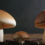 Qué aspectos considerar al construir una marca de hongos