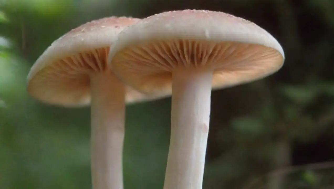 Impacto de los hongos en el microbioma vaginal de Cómo afectan los hongos a la salud de las mujeres