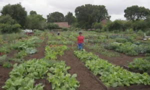 Jardines vibrantes
