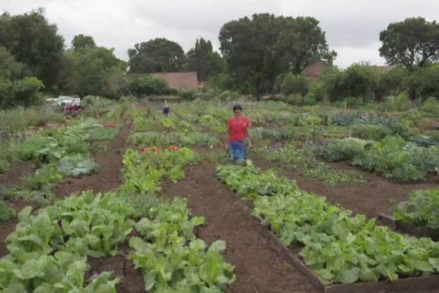 Jardines vibrantes