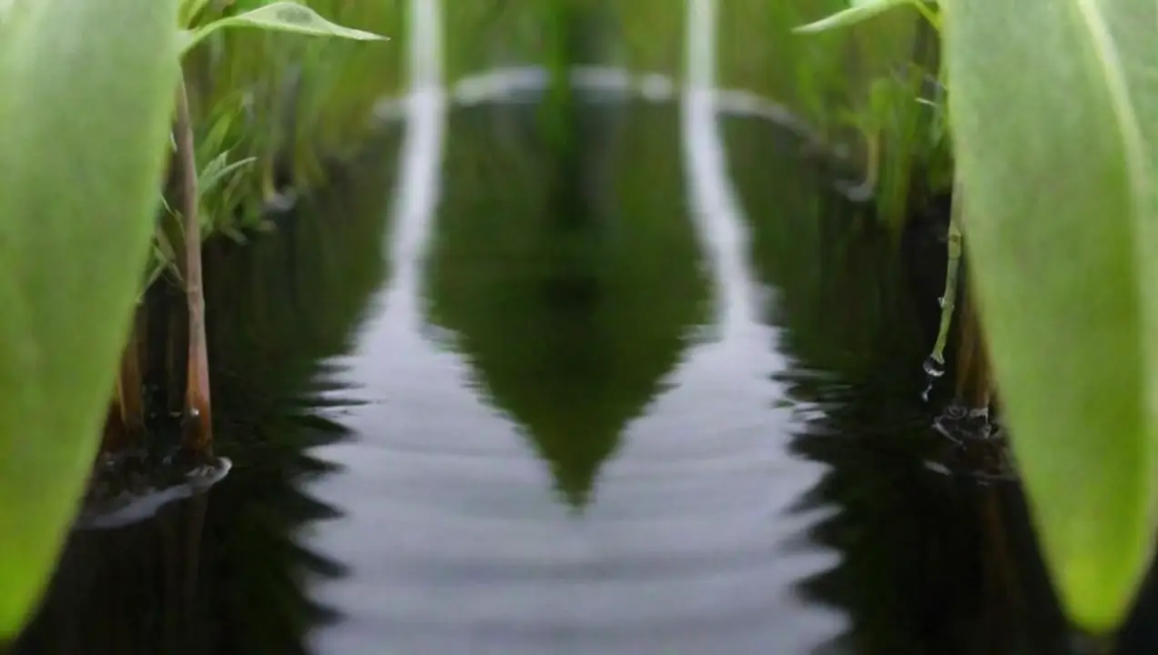 La influencia del agua en el crecimiento vegetal de Cuáles son las condiciones óptimas para el crecimiento