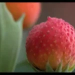 Cómo afecta la temperatura en la fructificación