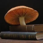 Los mejores libros sobre hongos medicinales que debes leer