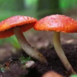 Qué síntomas indican un ataque de plagas en hongos