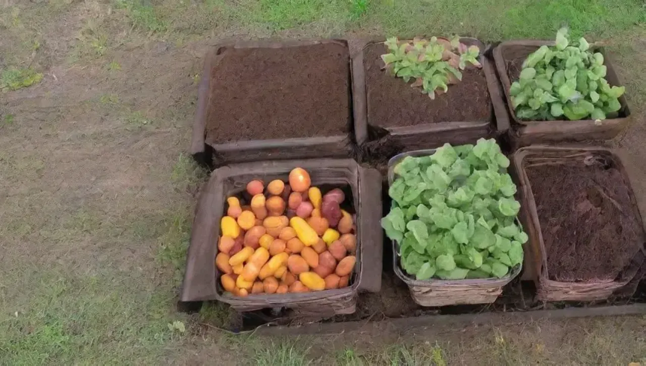 Un jardín vibrante lleno de vegetales, flores y herramientas en un ambiente otoñal