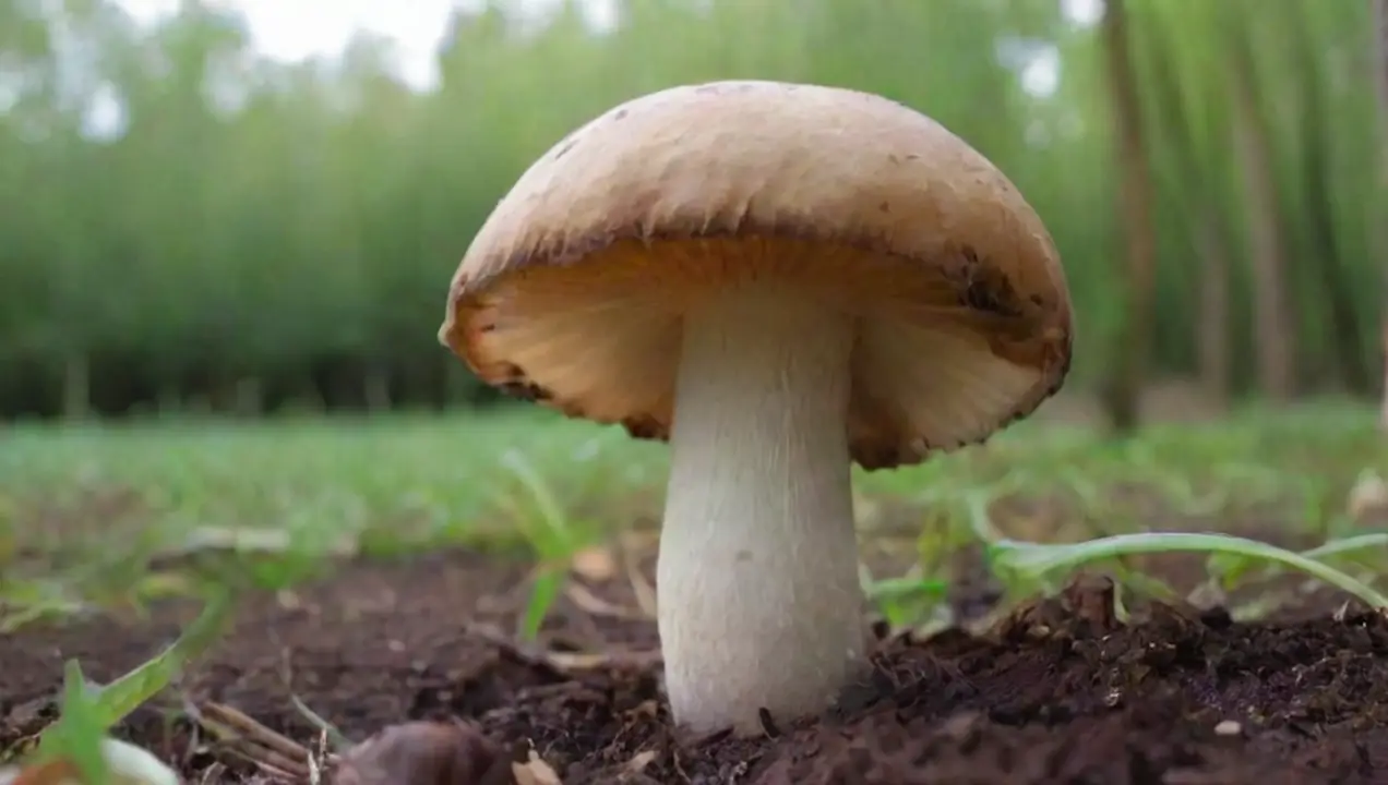 Las amenazas de los hongos en los cultivos de Impacto de los hongos en la salud de cultivos agrícolas