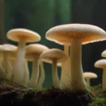 Micelio: importancia y aplicaciones en diversas industrias