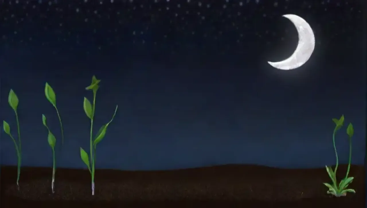 Una noche serena con una luna creciente, plantas en silueta y brotes verdes emergiendo del suelo