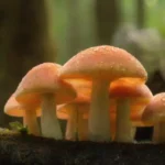 Investigaciones sobre el uso de hongos en nuevas tecnologías