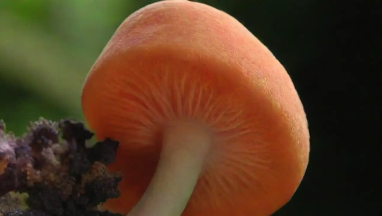 Impacto del pH en el metabolismo de los hongos de Efectos del pH en hongos: investigaciones recientes y cambios