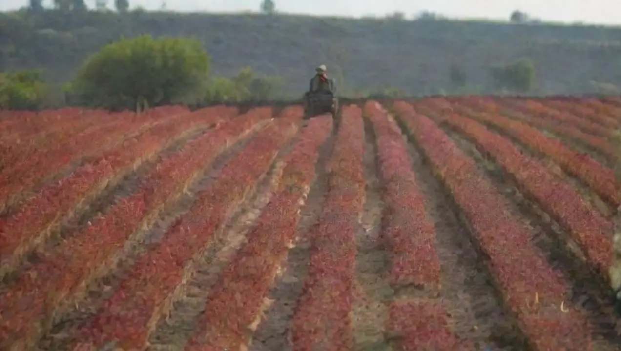 Descentralización de la Producción de Hongos de Ventajas y Desventajas del Cultivo de Hongos en Invernaderos