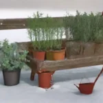 Claves para un adecuado riego del huerto en invierno y poda