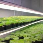 Qué modelos de negocio son más rentables en hidroponía actual