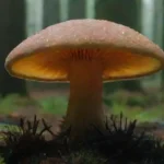 El uso de hongos en la investigación neurocientífica