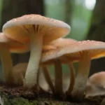 Relación entre inóculo y crecimiento micelial en hongos