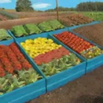 Cómo la maquinaria agrícola puede hacer más eficiente tu huerto