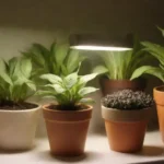 Técnicas de jardinería interior con cultivos de invierno