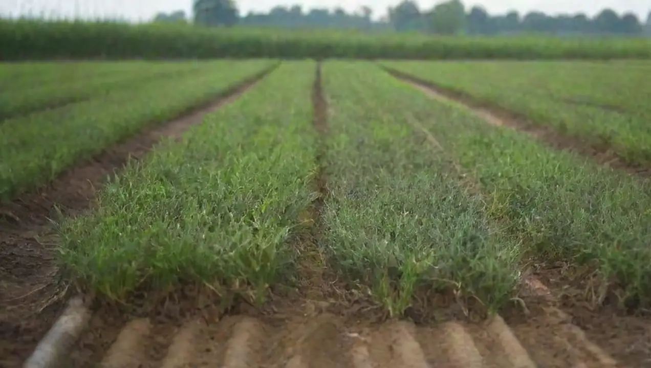 Manejo de enfermedades a través de la limpieza de Por qué es crucial la limpieza en el área de cultivo
