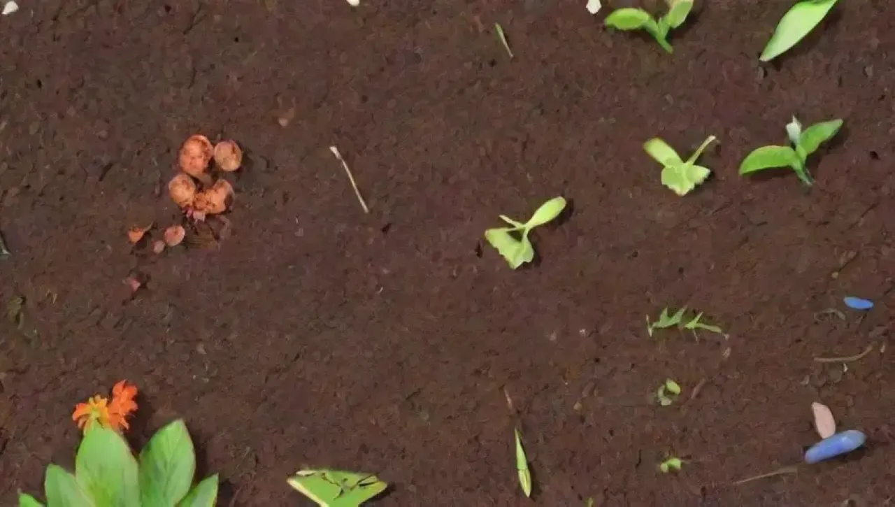 Un ecosistema vibrante y en transformación, lleno de vida y descomposición