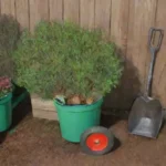 Qué estrategias seguir para cuidar tus herramientas de mano de jardín