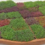 Microgreens coloridos y saludables