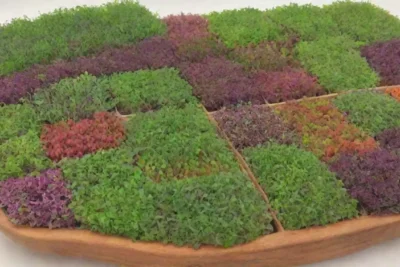 Microgreens coloridos y saludables