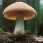 Las consecuencias del uso irresponsable de hongos