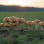 Impacto de los hongos en la salud de cultivos agrícolas