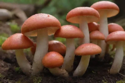 Guía completa sobre hongos de deseo